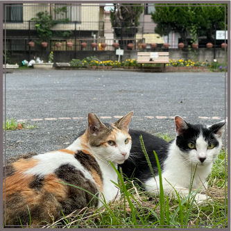 猫の居る駐車場